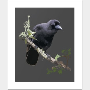 Hawaiian Crow or ‘Alalā Posters and Art